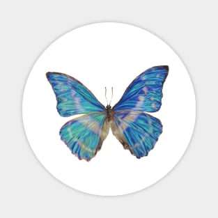 Blue Butterfly Drawing -Morpho in Pencil Realistic Magnet